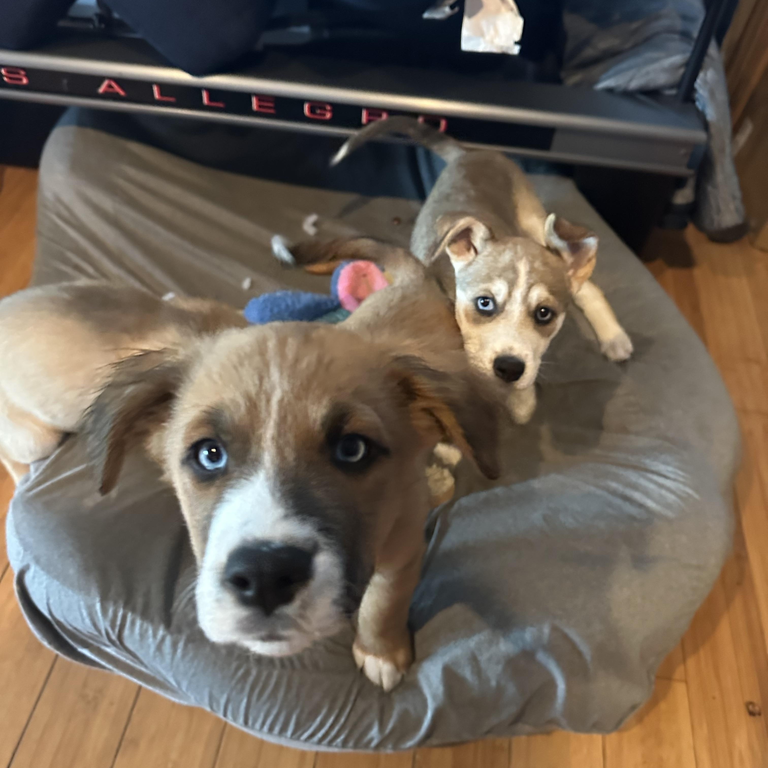 Scout, adopted, Puppy Male Husky & Wirehaired Terrier.