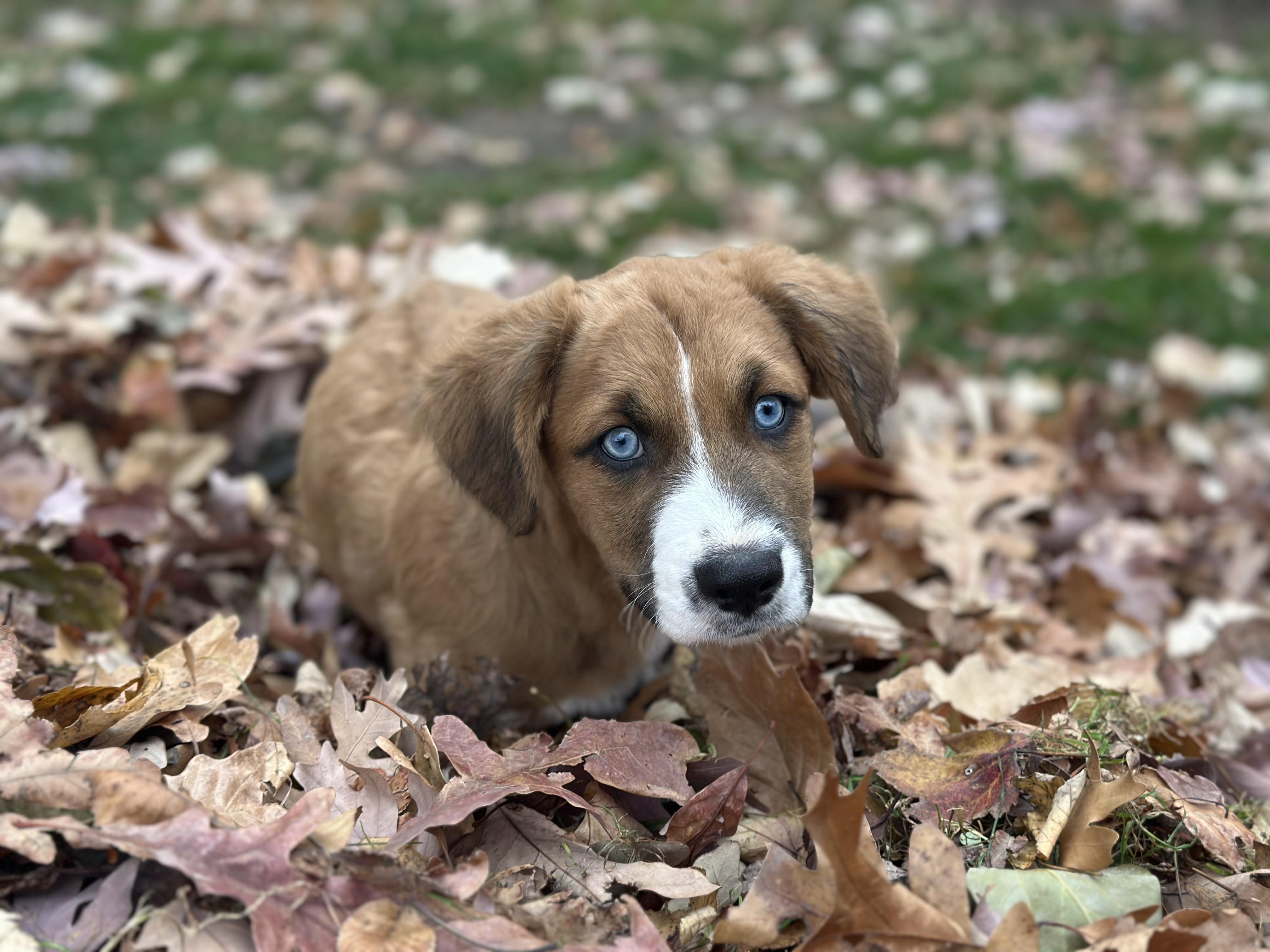 Enlarge Scout, an adopted mixed breed in Dewitt, MI image 2/6