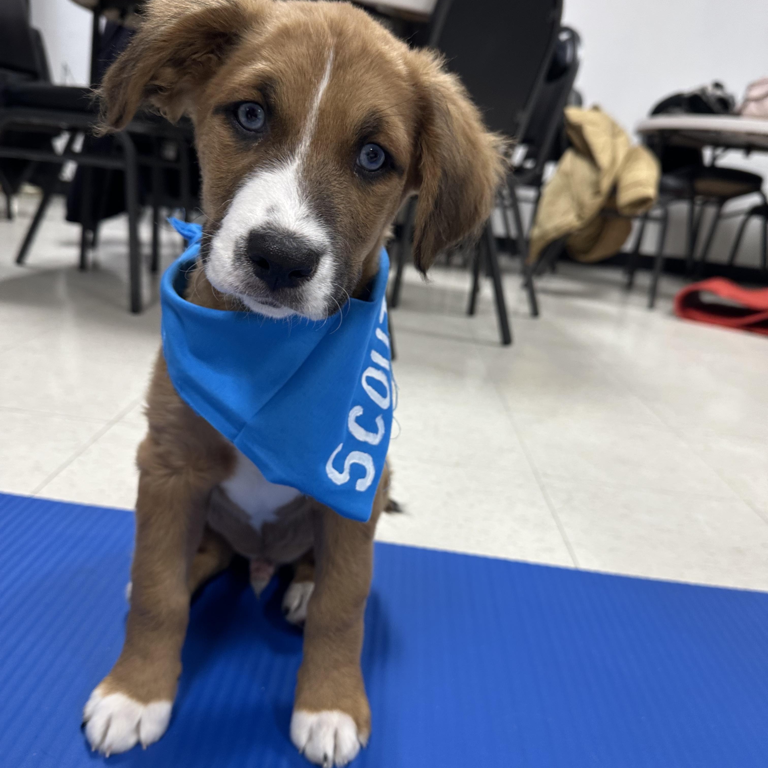 Enlarge Scout, an adopted mixed breed in Dewitt, MI image 6/6