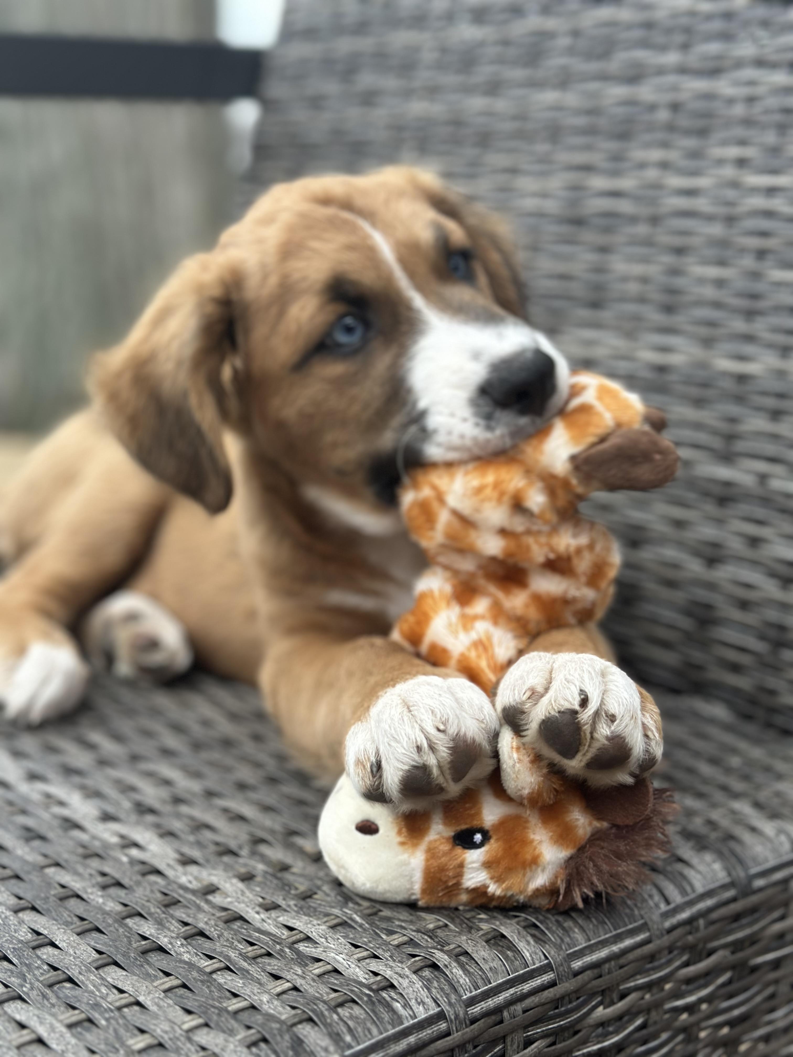 Enlarge Scout, an adopted mixed breed in Dewitt, MI image 3/6