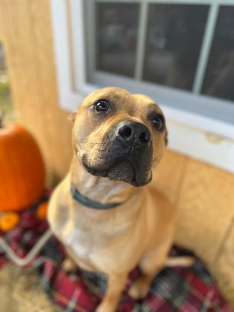 Capone , Young Male Mastiff