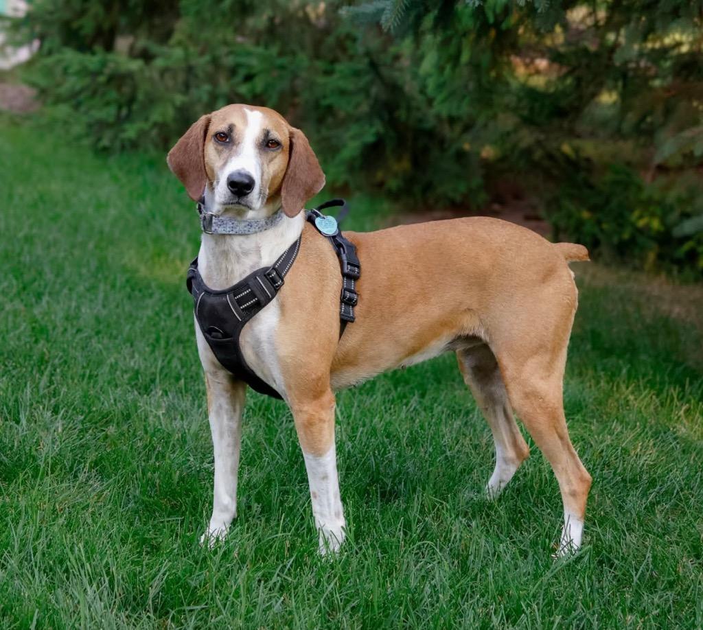 Star, Adoptable, Adult Female Hound & Mixed Breed.