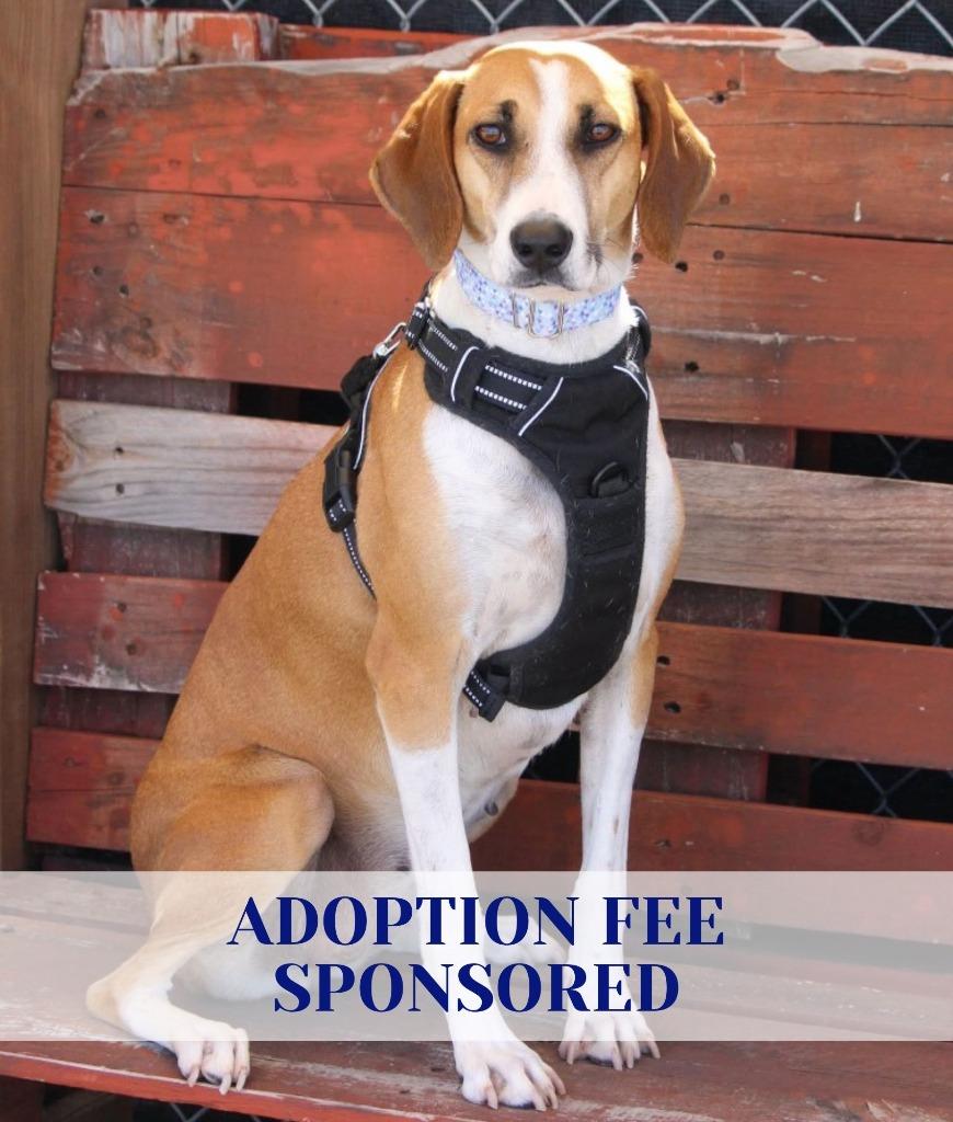 Star, a Adoptable mixed breed in Savage, MN image 1/6