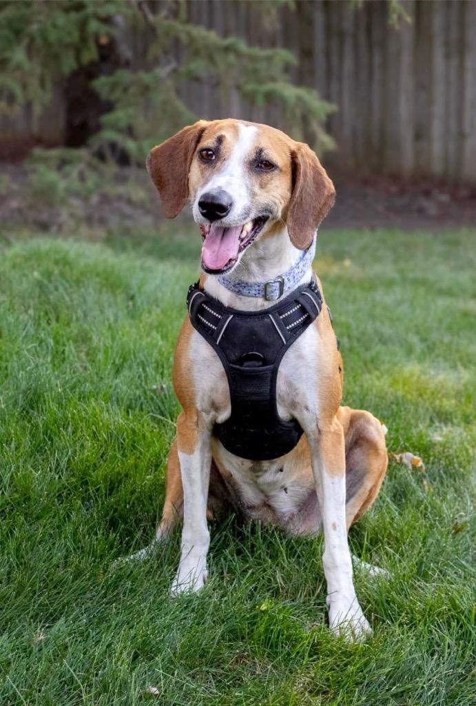 Enlarge Star, a Adoptable mixed breed in Savage, MN image 3/5