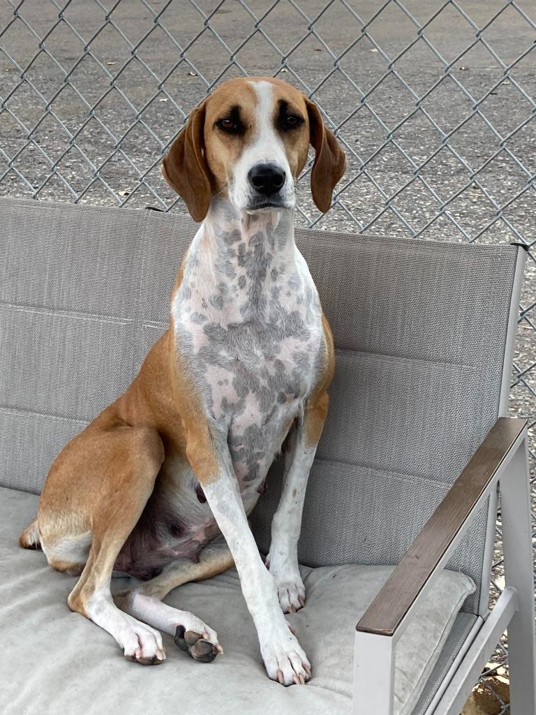 Star, a Adoptable mixed breed in Savage, MN image 4/6