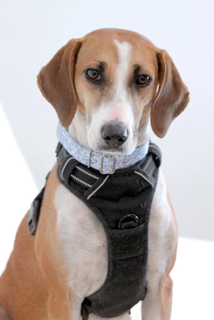 Star, a Adoptable mixed breed in Savage, MN image 5/6