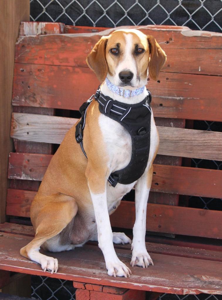 Star, a Adoptable mixed breed in Savage, MN image 6/6