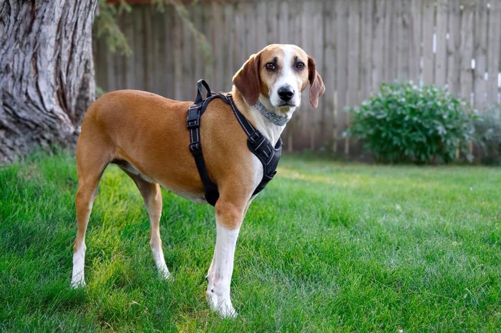 Enlarge Star, a Adoptable mixed breed in Savage, MN image 4/5