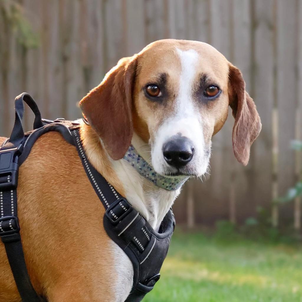 Enlarge Star, a Adoptable mixed breed in Savage, MN image 5/5