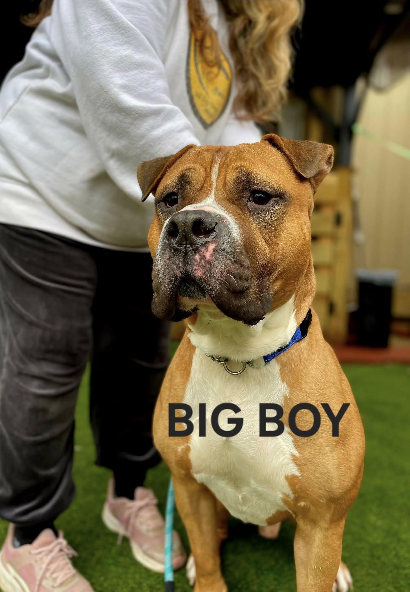 BIG Boy