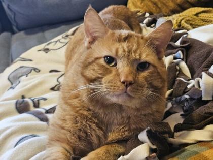 Julius (must be adopted with Cheesy), Adoptable, Adult Male Domestic Short Hair & Domestic Short Hair.