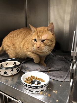 Enlarge Julius, a Adoptable mixed breed in Hillsboro, OR image 1/2