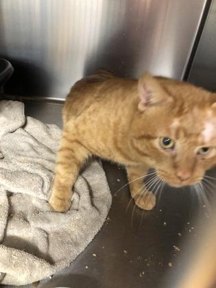 Enlarge Julius, a Adoptable mixed breed in Hillsboro, OR image 2/2