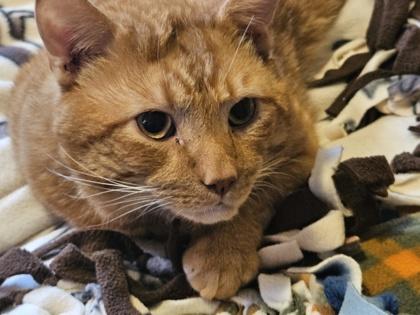 Enlarge Julius (must be adopted with Cheesy), a Adoptable mixed breed in Hillsboro, OR image 2/3