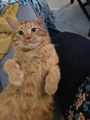 Enlarge Julius (must be adopted with Cheesy), a Adoptable mixed breed in Hillsboro, OR image 3/3