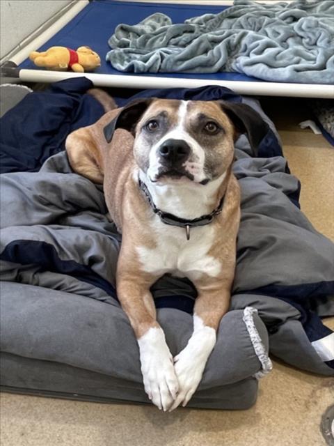 Enlarge SPIKE, a Adoptable mixed breed in Derwood, MD image 2/2