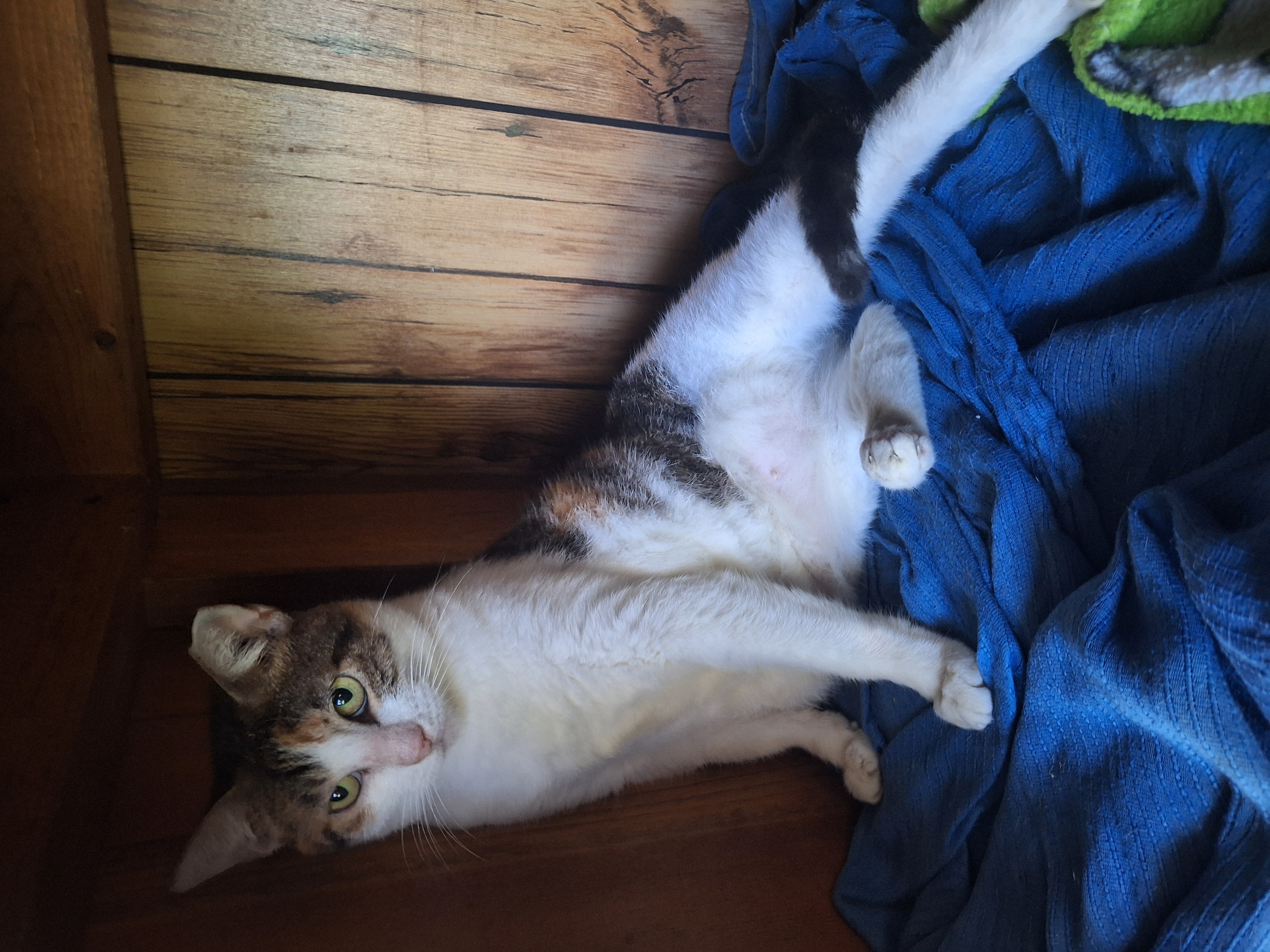 Heidi, a Adoptable Calico in Polk city, FL image 1/3