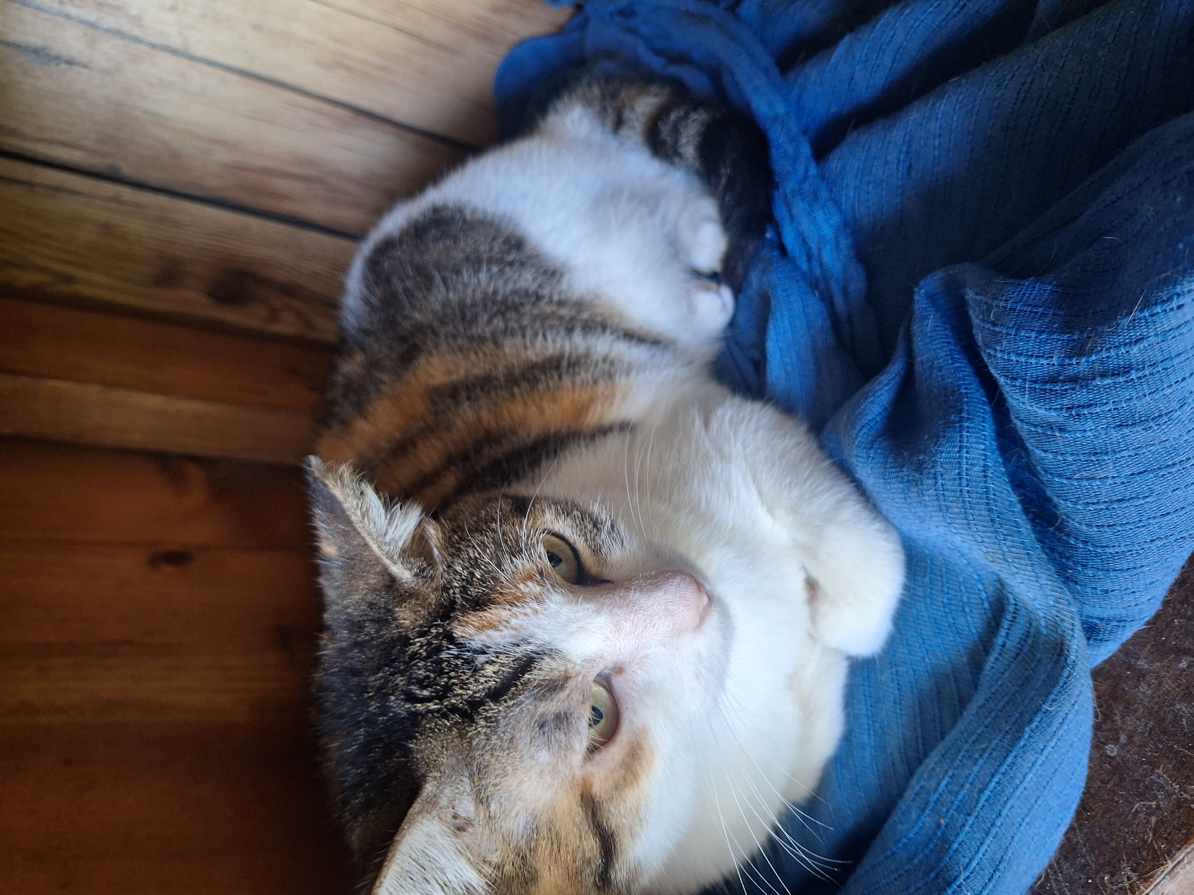 Heidi, a Adoptable Calico in Polk city, FL image 2/3