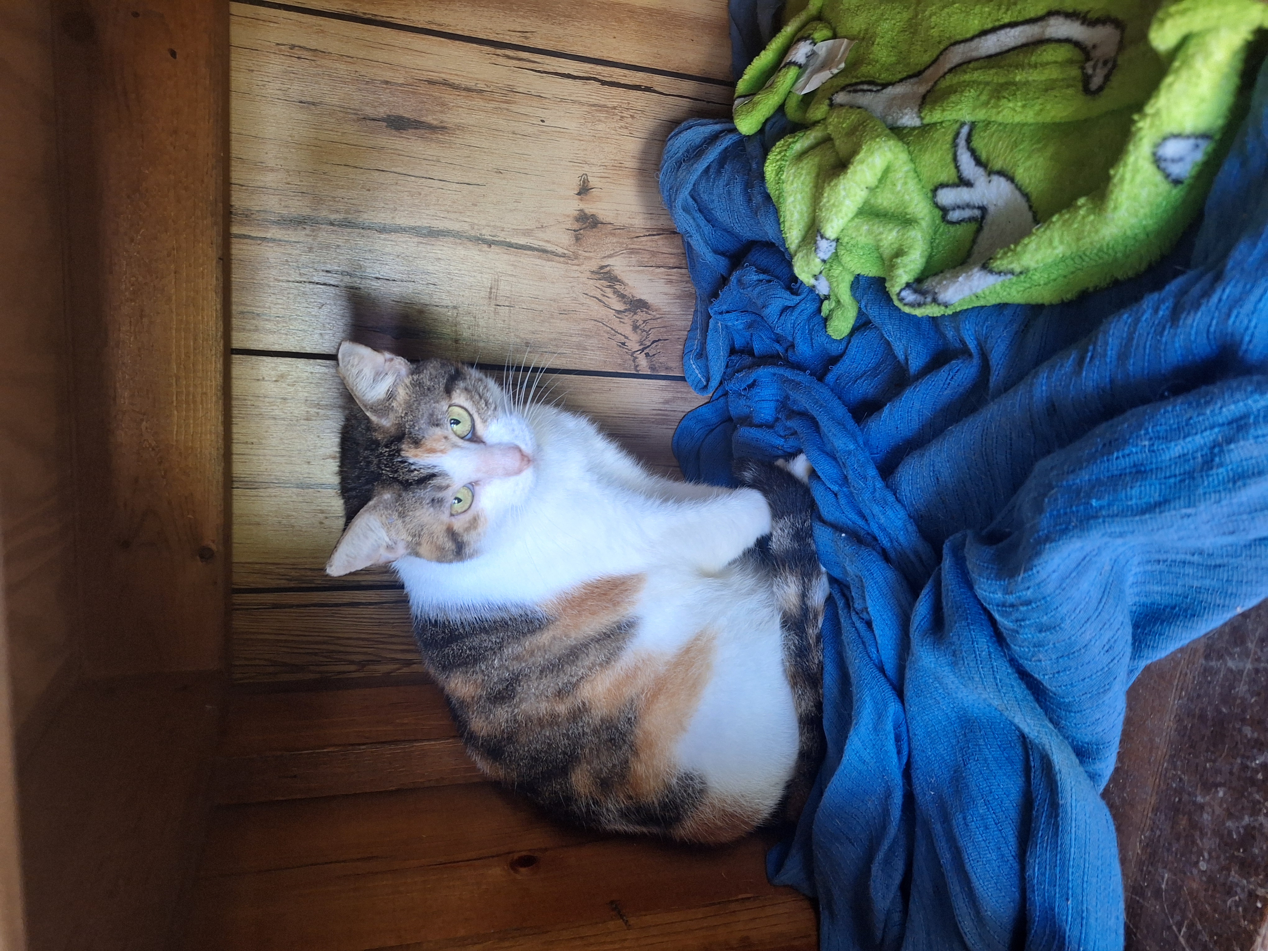 Heidi, a Adoptable Calico in Polk city, FL image 3/3