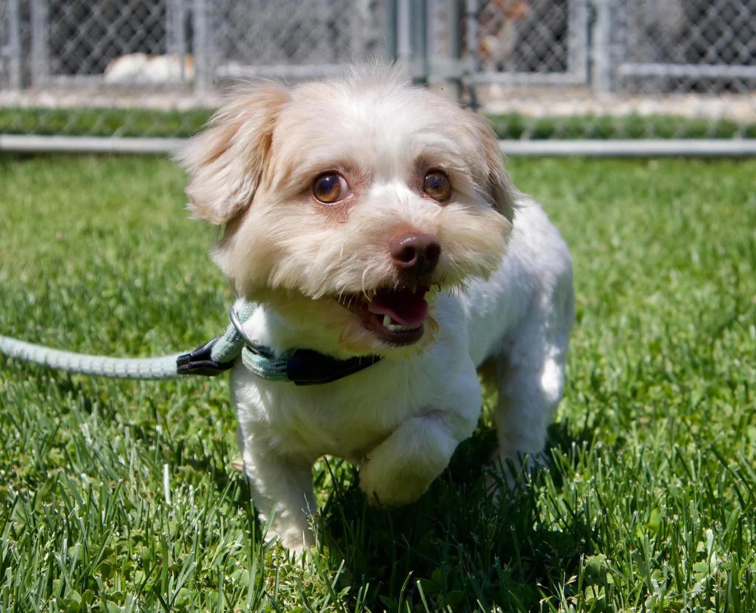 Enlarge Nina, an adopted Havanese in Godfrey, IL image 5/6