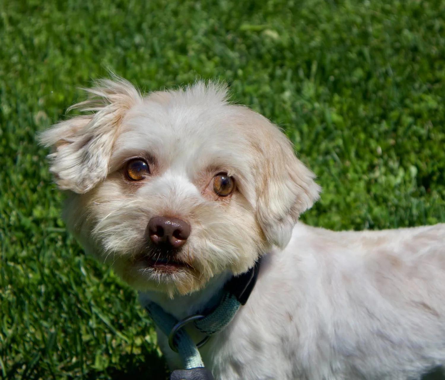 Nina, adopted, Adult Female Havanese.