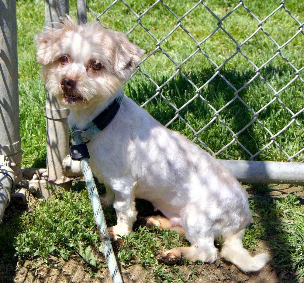 Enlarge Nina, an adopted Havanese in Godfrey, IL image 4/6