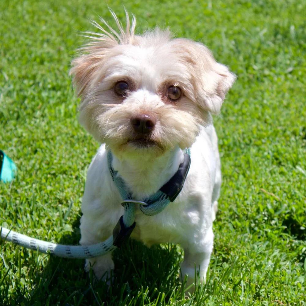 Enlarge Nina, an adopted Havanese in Godfrey, IL image 6/6