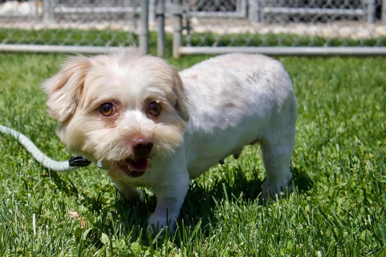 Enlarge Nina, an adopted Havanese in Godfrey, IL image 3/6