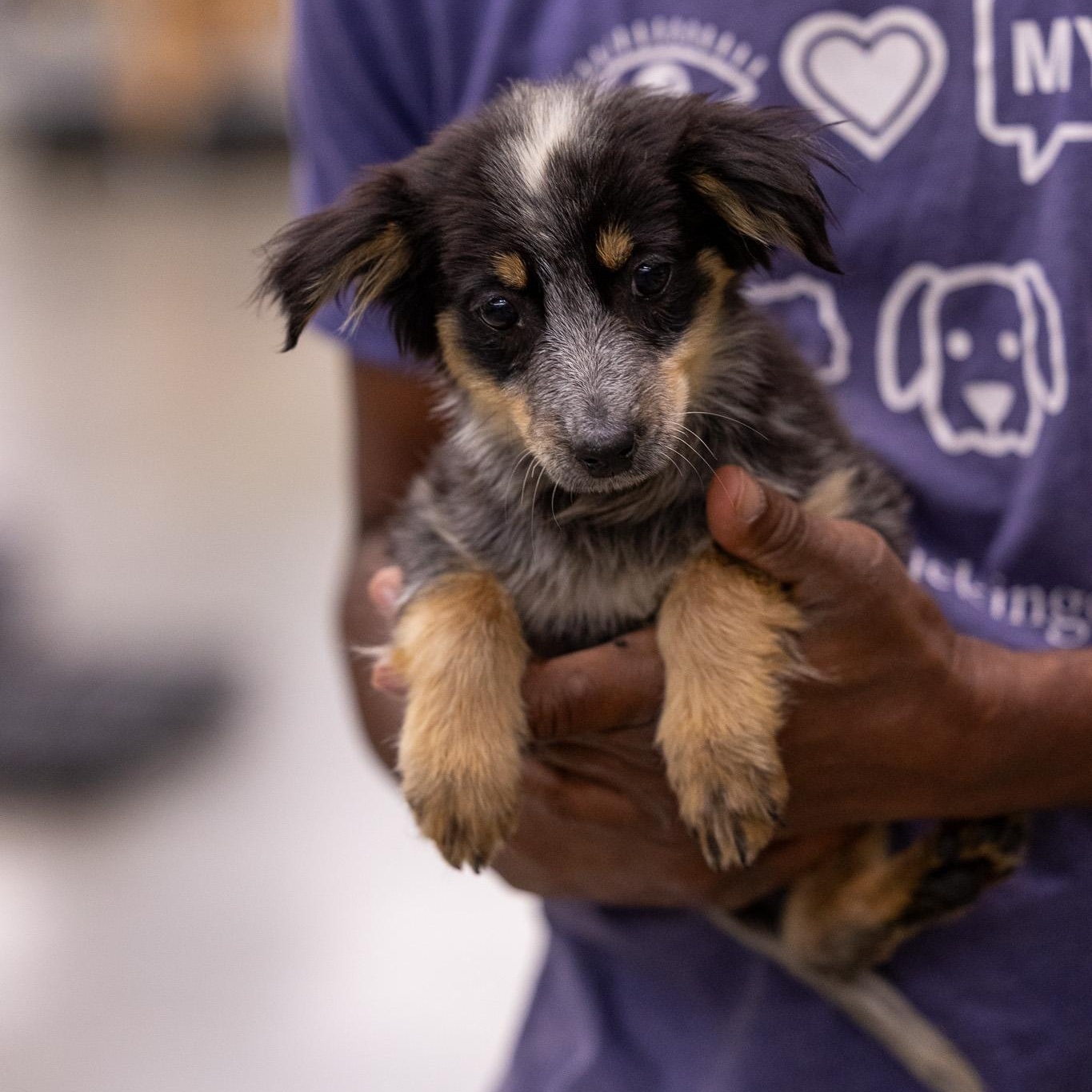 Tidbit - Local May 22-24, adoptable, Puppy Female Australian Cattle Dog / Blue Heeler & Labrador Retriever.