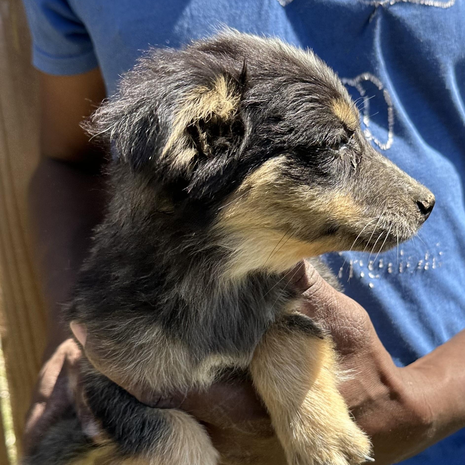 Enlarge Tidbit - Local May 22-24, an adoptable mixed breed in Westerly, RI image 5/6