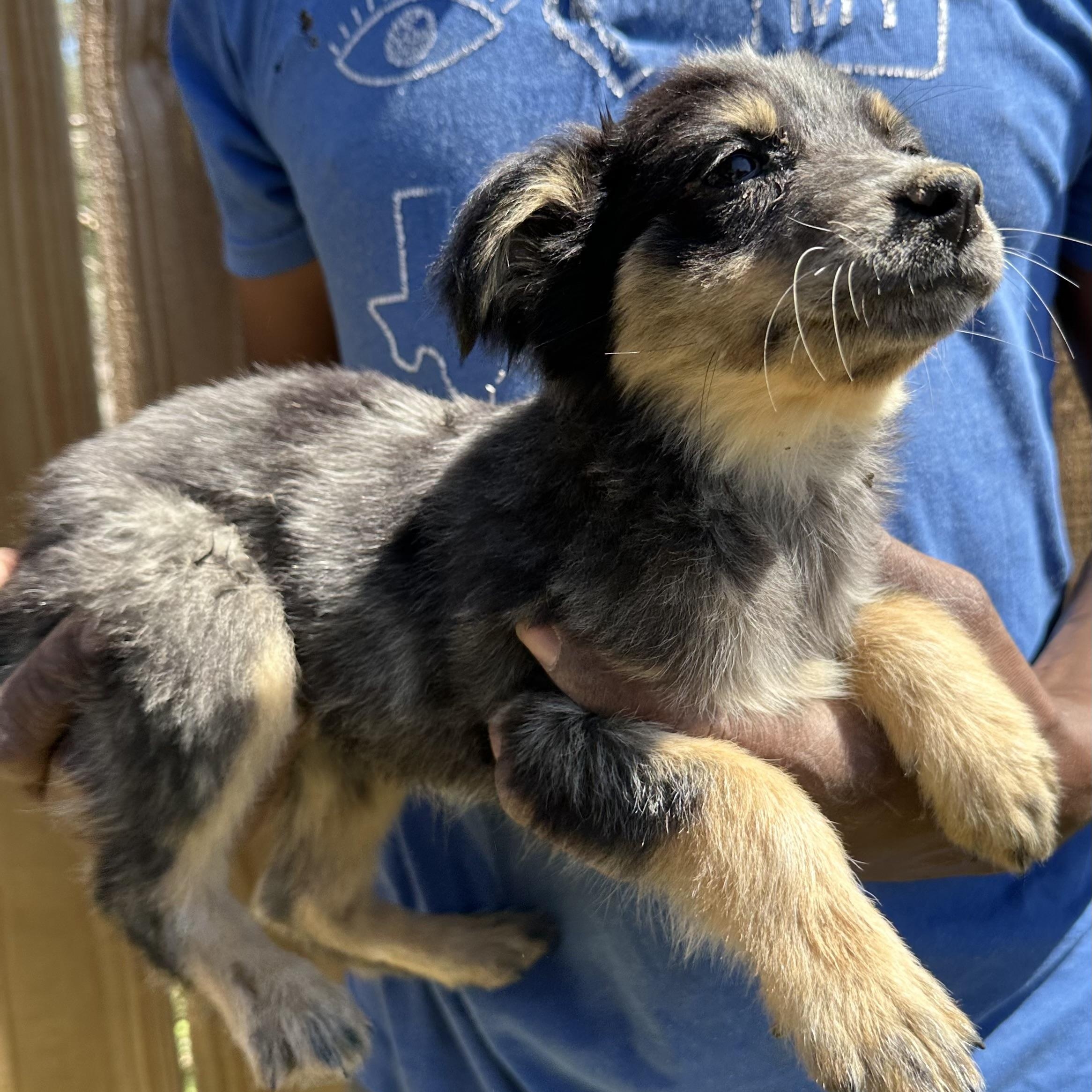 Enlarge Tidbit - Local May 22-24, an adoptable mixed breed in Westerly, RI image 3/6