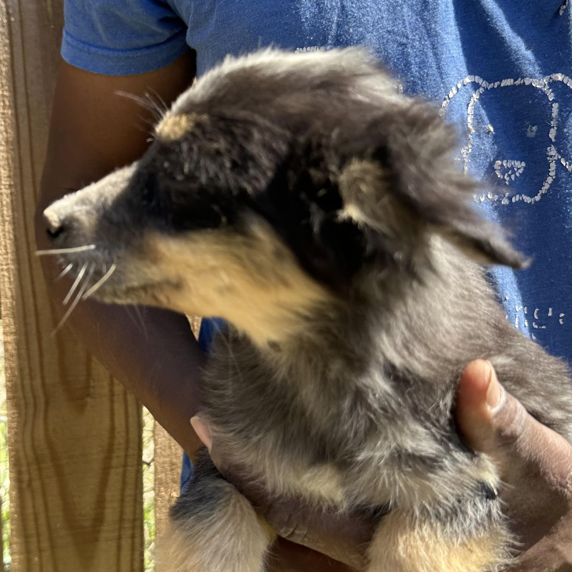 Enlarge Tidbit - Local May 22-24, an adoptable mixed breed in Westerly, RI image 6/6