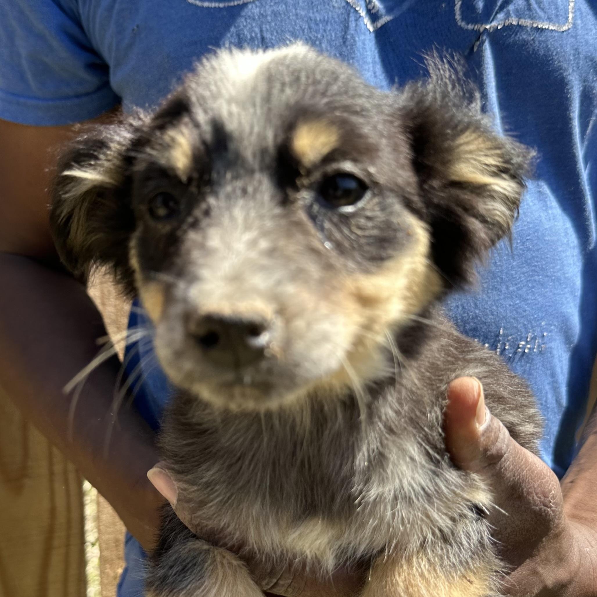 Enlarge Tidbit - Local May 22-24, an adoptable mixed breed in Westerly, RI image 2/6