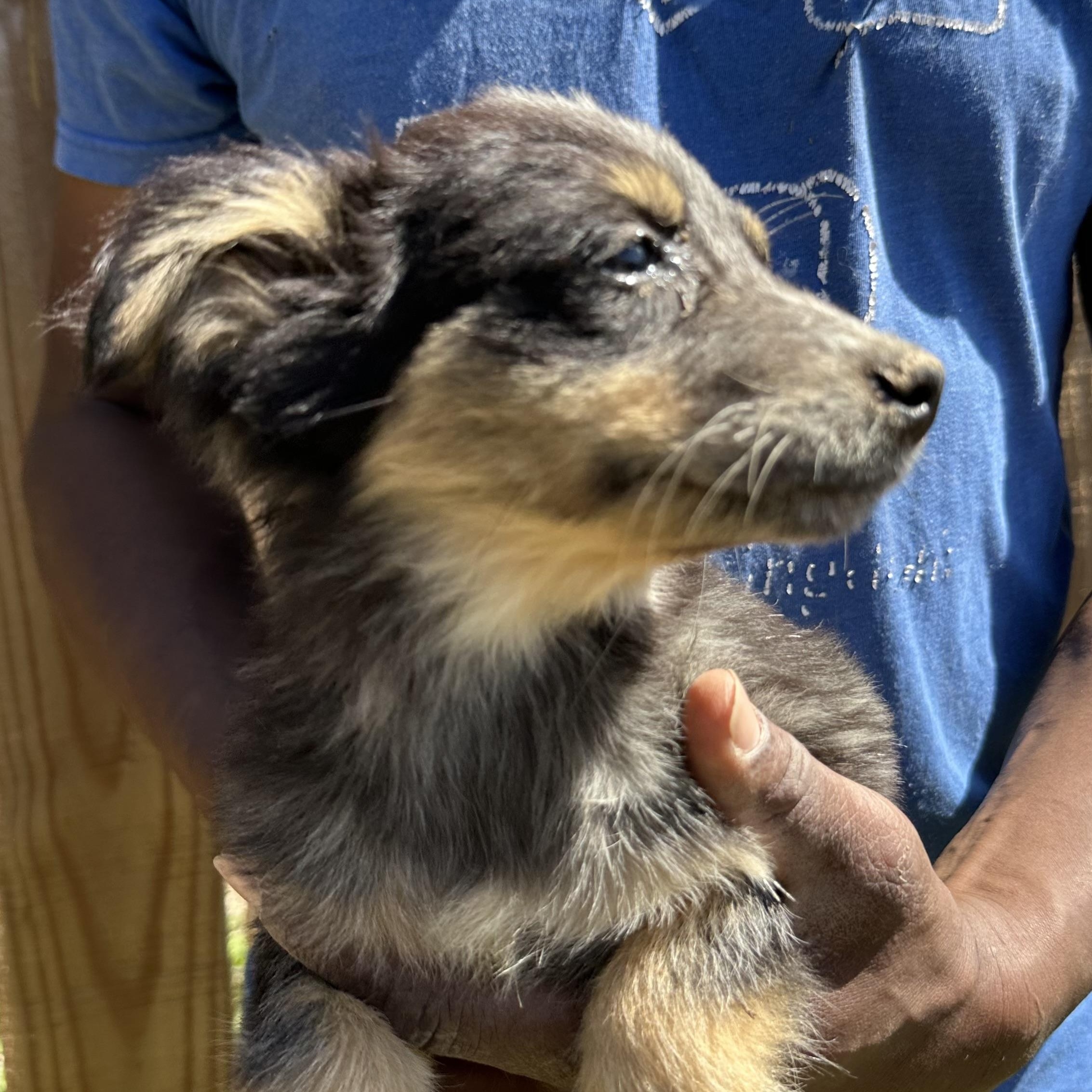 Enlarge Tidbit - Local May 22-24, an adoptable mixed breed in Westerly, RI image 4/6