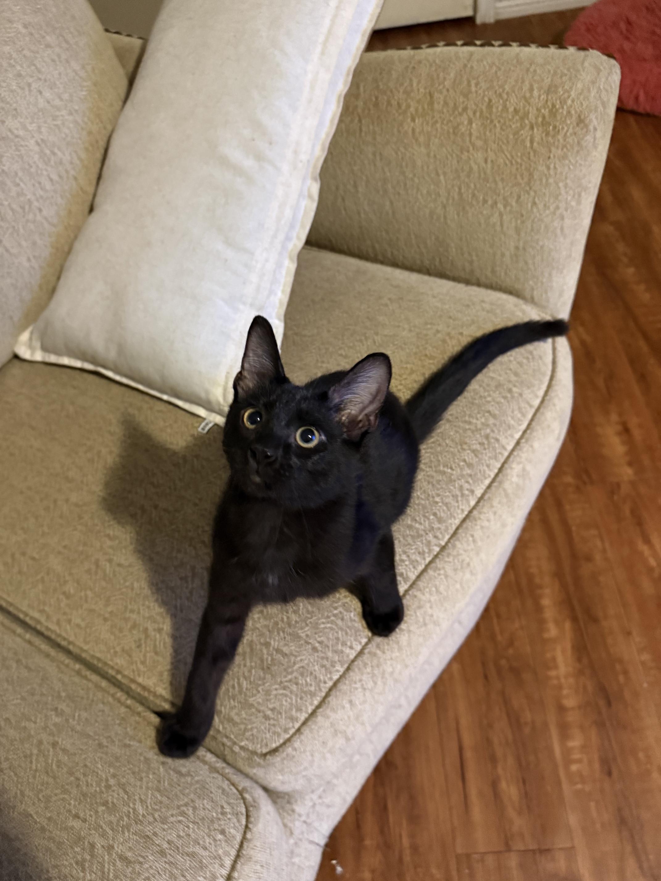 Enlarge Monti, a ADOPTABLE Domestic Short Hair in Houston, TX image 6/6