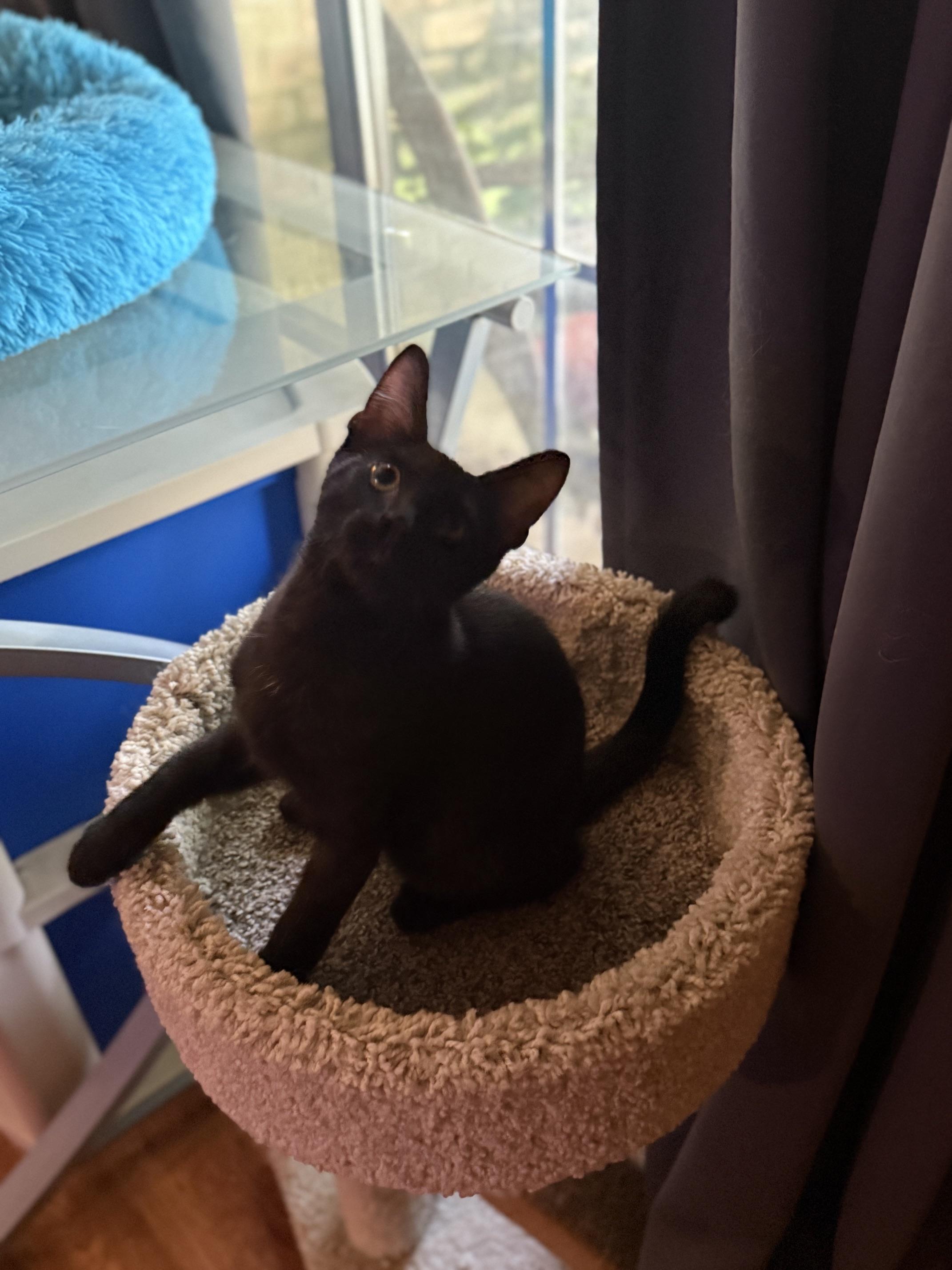 Enlarge Monti, a ADOPTABLE Domestic Short Hair in Houston, TX image 3/6