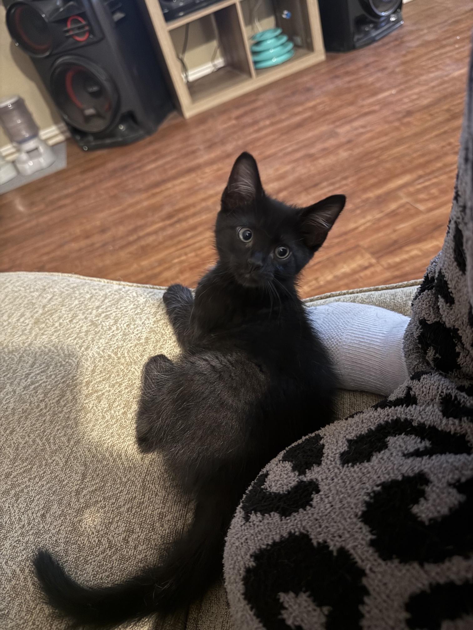 Enlarge Monti, a ADOPTABLE Domestic Short Hair in Houston, TX image 5/6