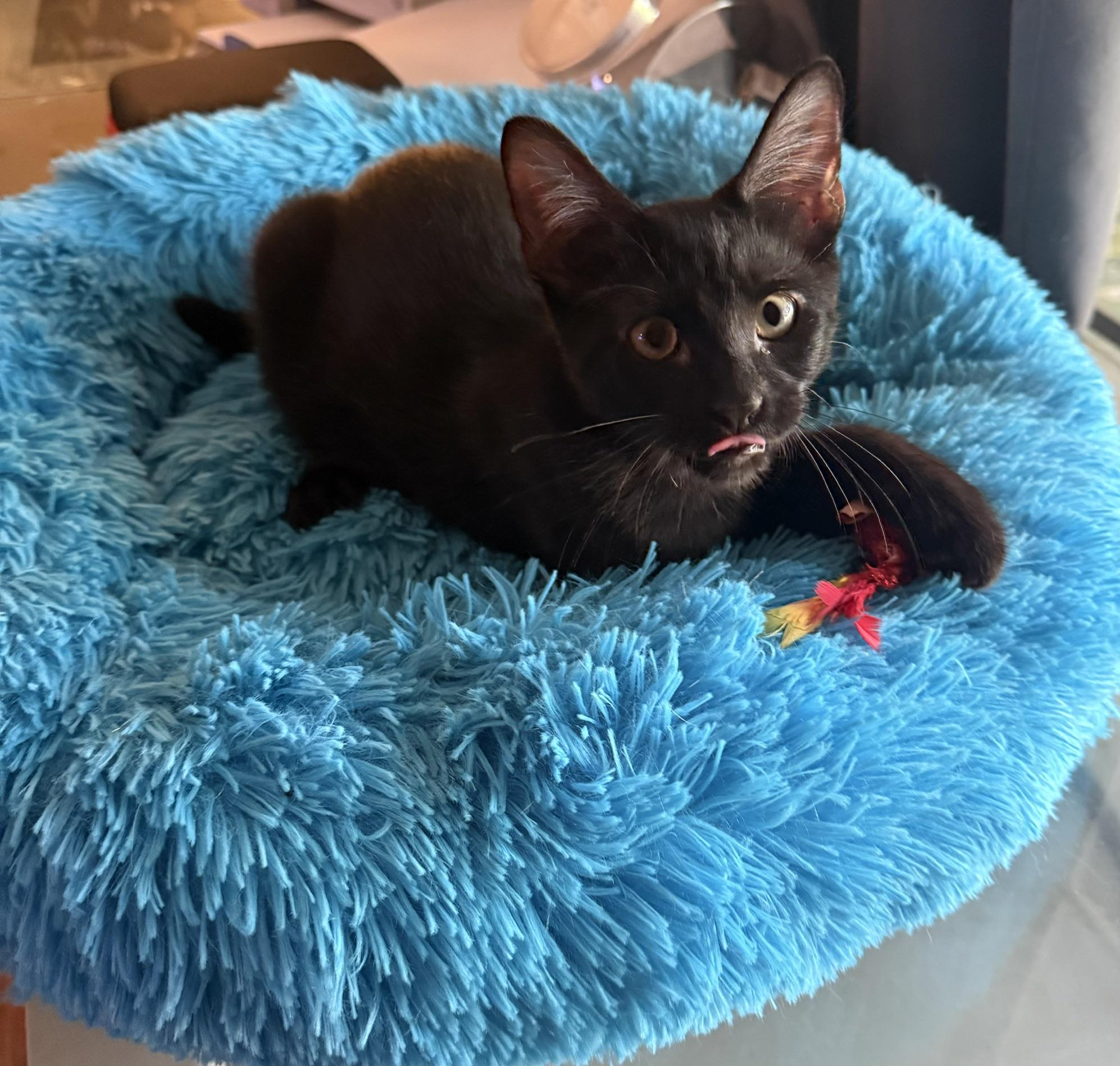 Enlarge Monti, a ADOPTABLE Domestic Short Hair in Houston, TX image 2/6