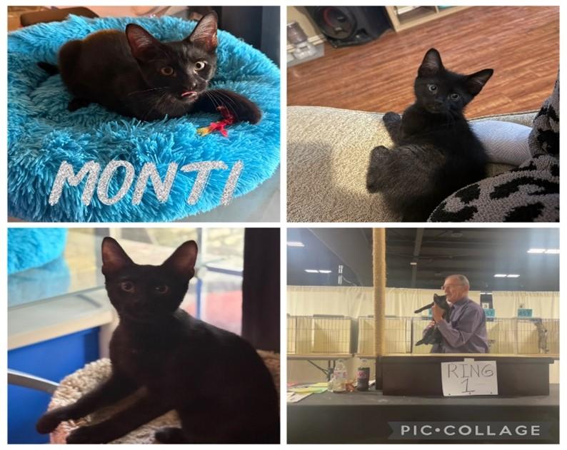 Enlarge Monti, a ADOPTABLE Domestic Short Hair in Houston, TX image 1/6
