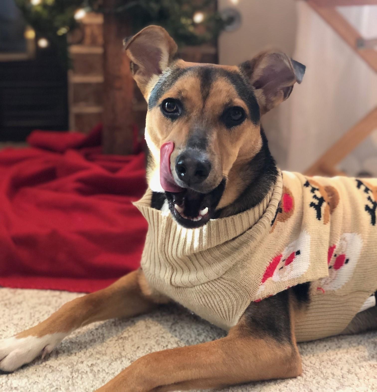 Enlarge Letti, a Adoptable mixed breed in Palatine, IL image 4/5