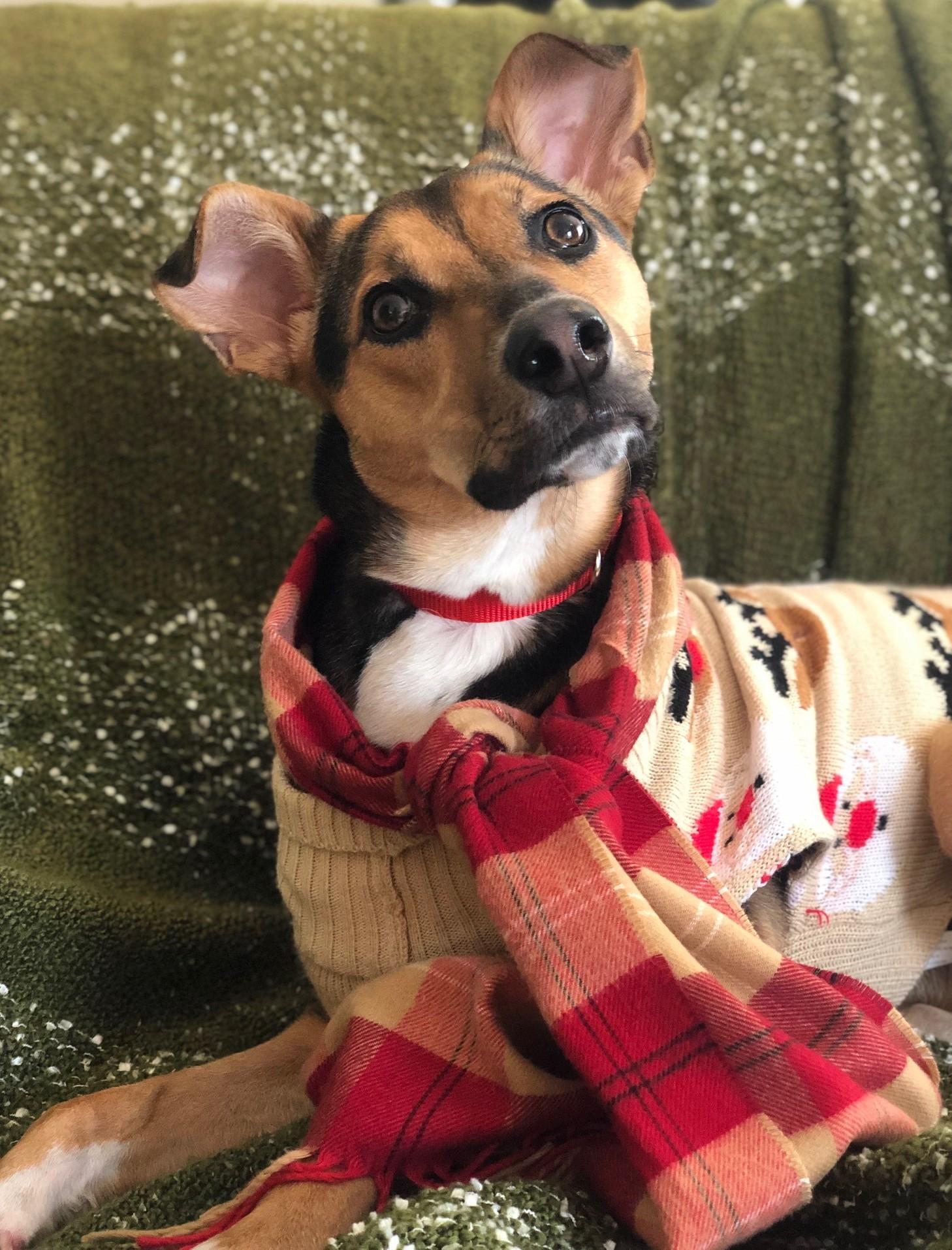 Letti, Adoptable, Puppy Female Retriever & Mixed Breed.