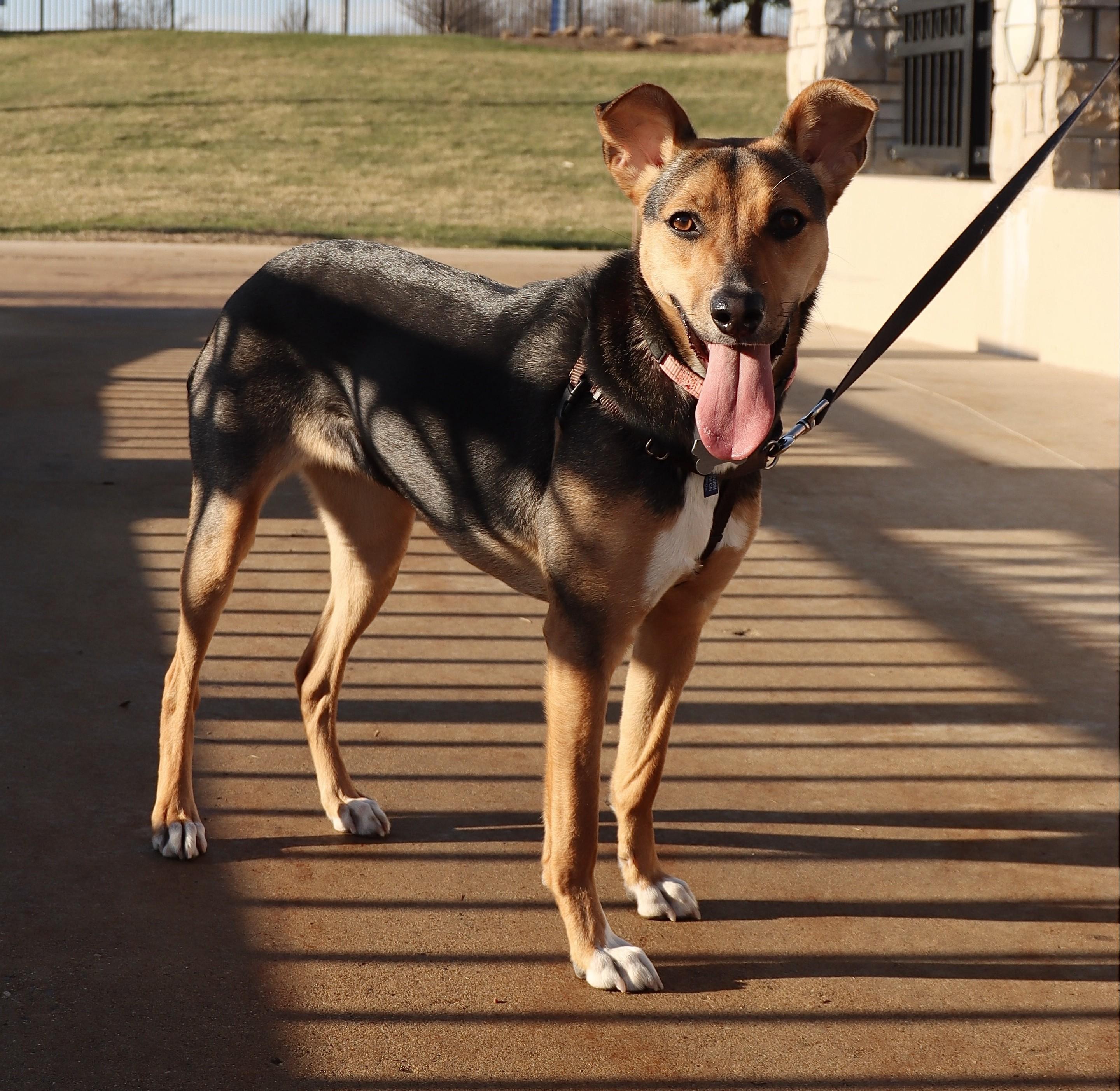 Enlarge Letti, a Adoptable mixed breed in Palatine, IL image 6/6