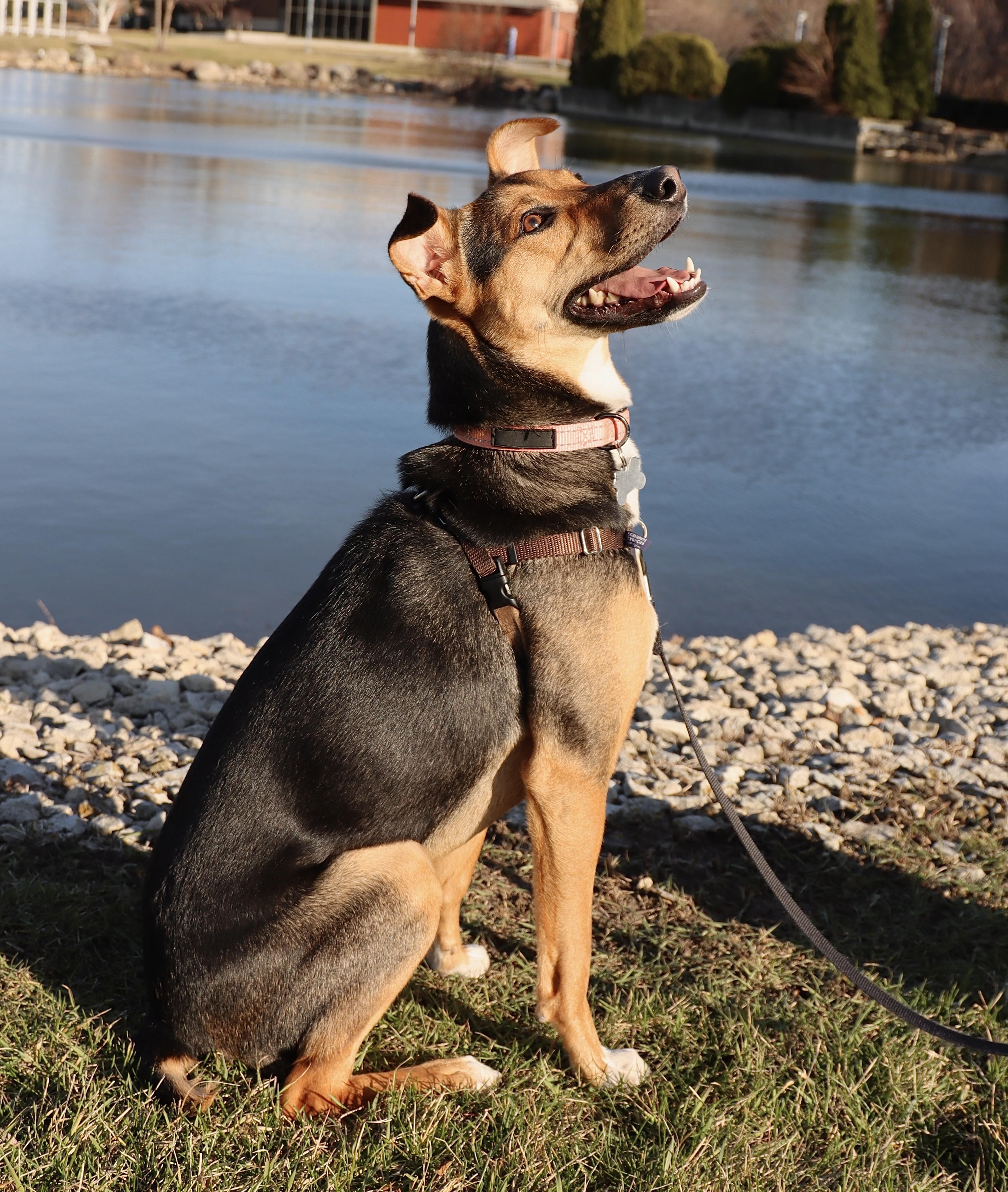 Enlarge Letti, a Adoptable mixed breed in Palatine, IL image 5/6