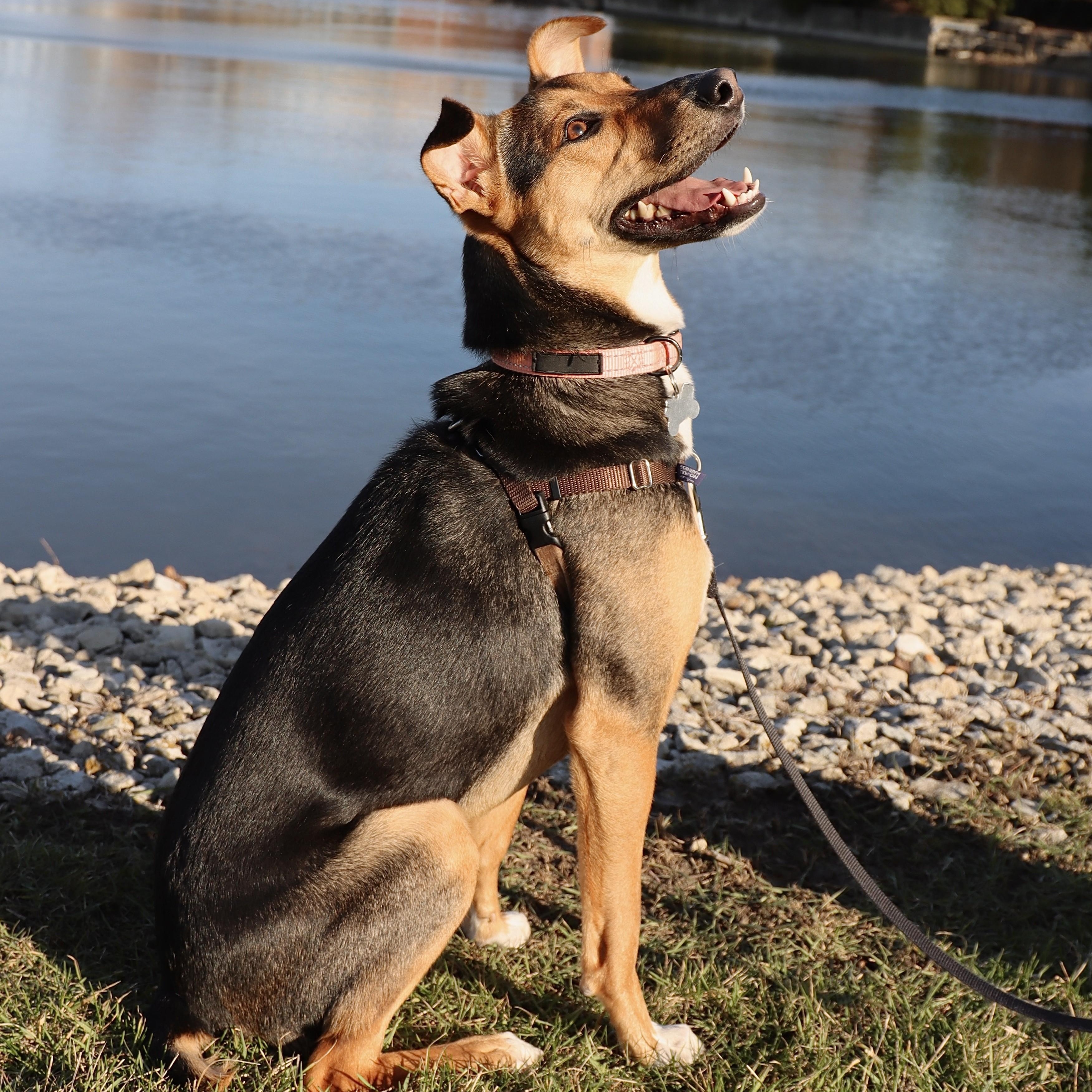Enlarge Letti, a Adoptable mixed breed in Palatine, IL image 5/6