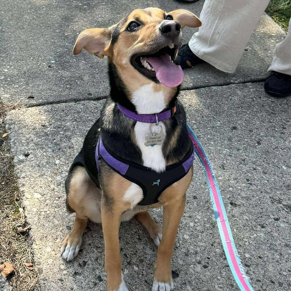 Letti, a Adoptable mixed breed in Palatine, IL image 5/5