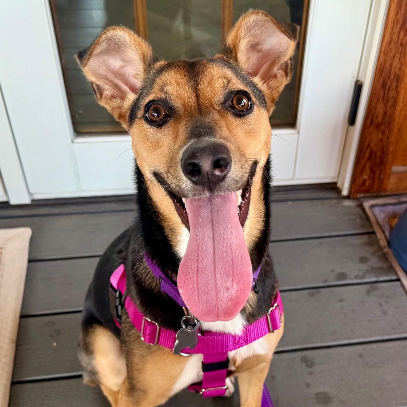 Letti, a Adoptable mixed breed in Palatine, IL image 1/5