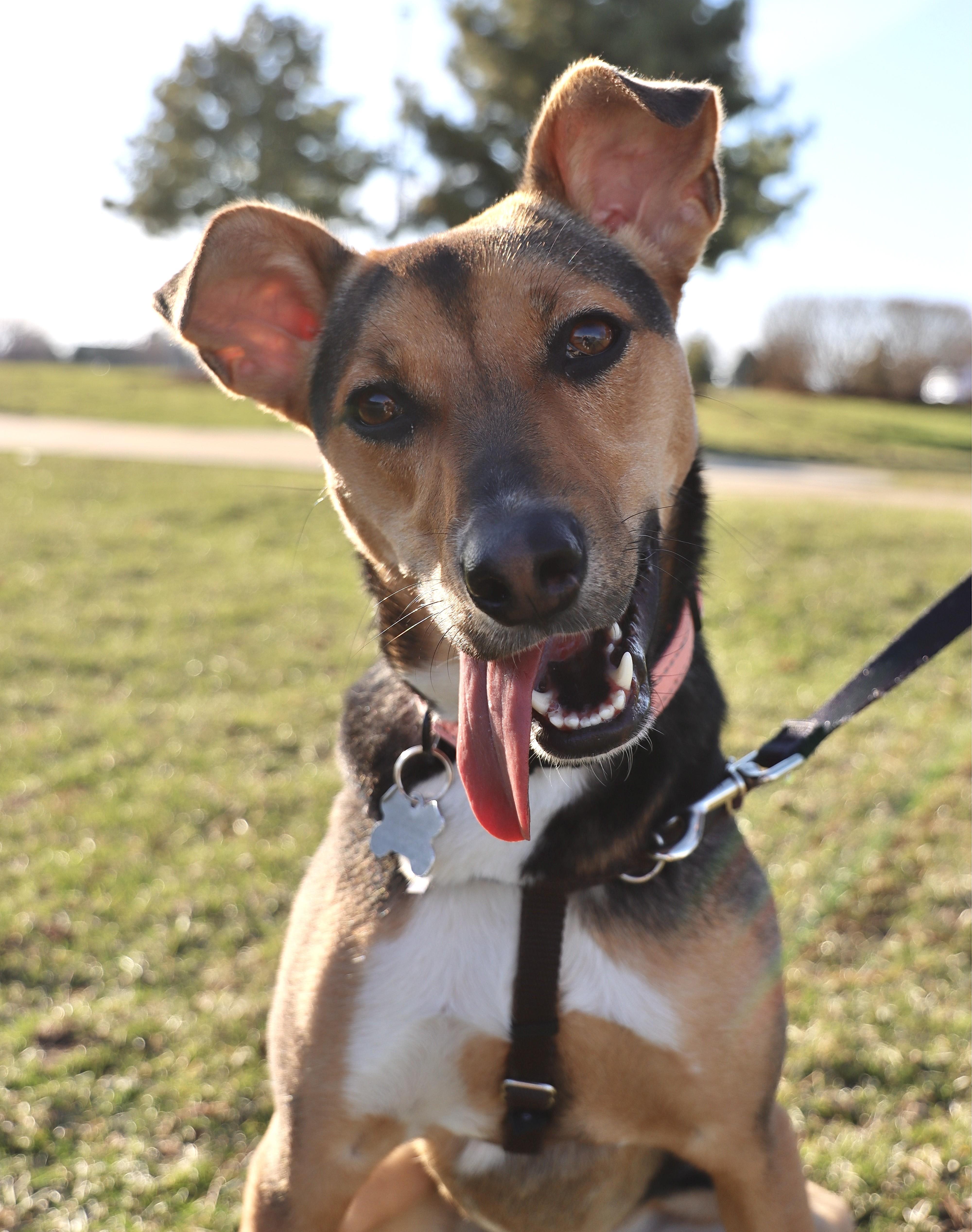 Enlarge Letti, a Adoptable mixed breed in Palatine, IL image 1/6