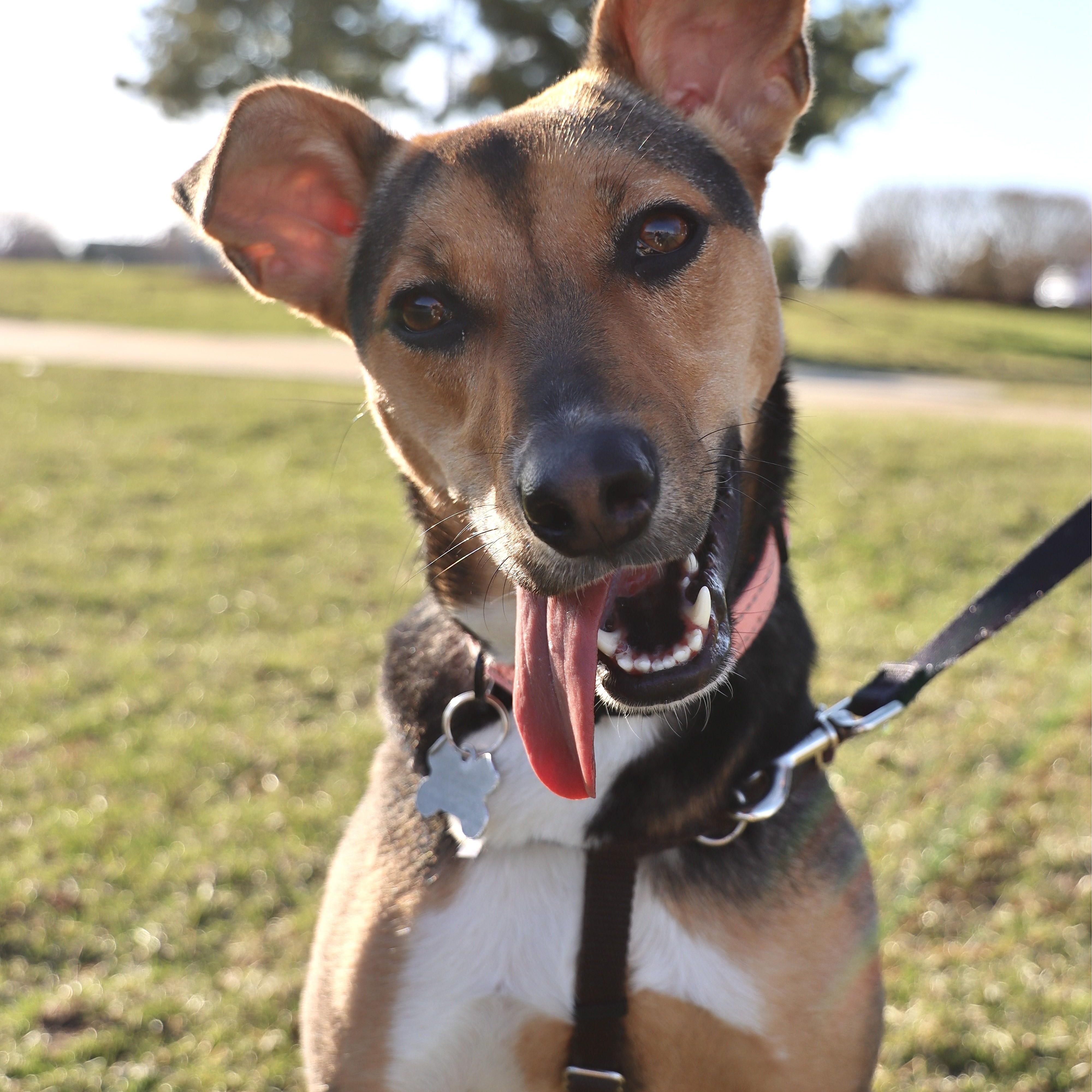 Enlarge Letti, a Adoptable mixed breed in Palatine, IL image 1/6