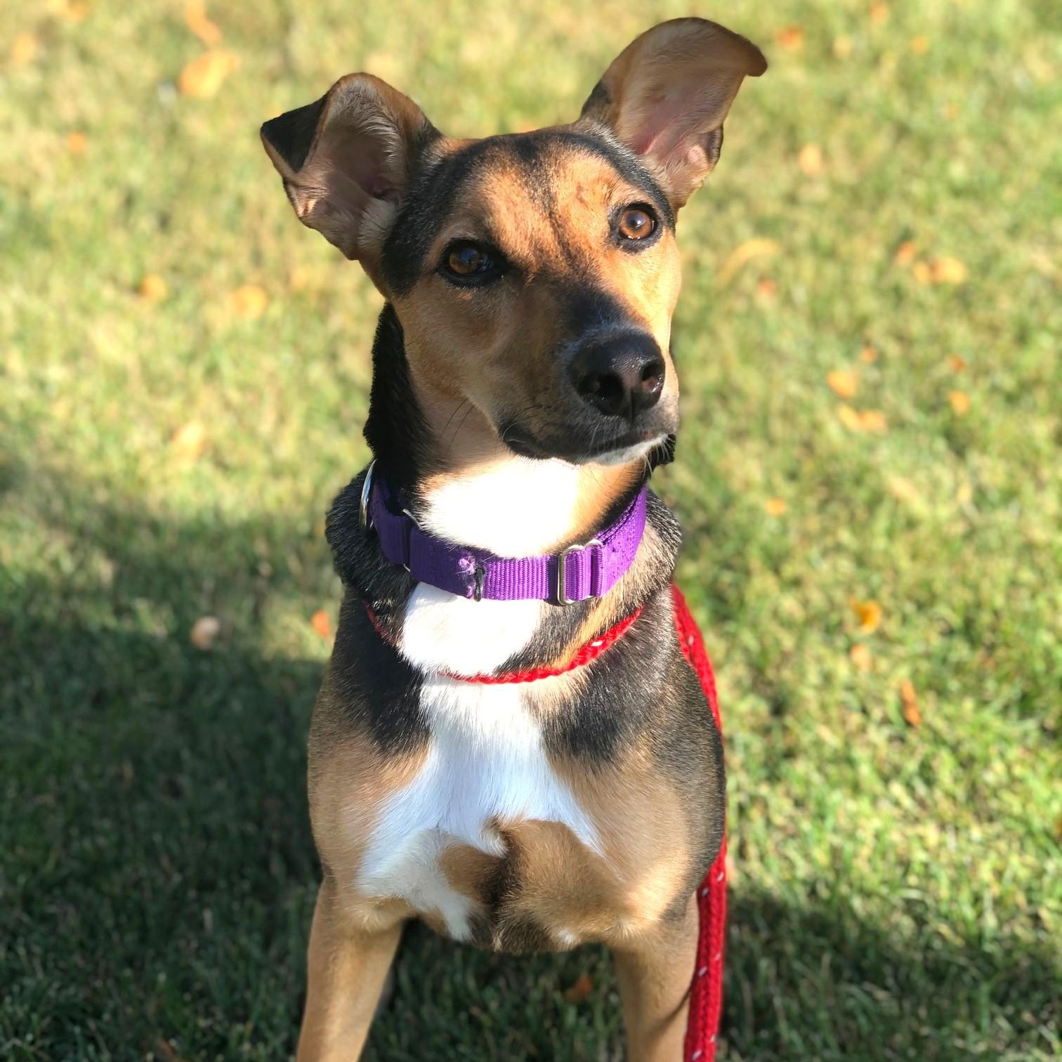 Letti, a Adoptable mixed breed in Palatine, IL image 3/5