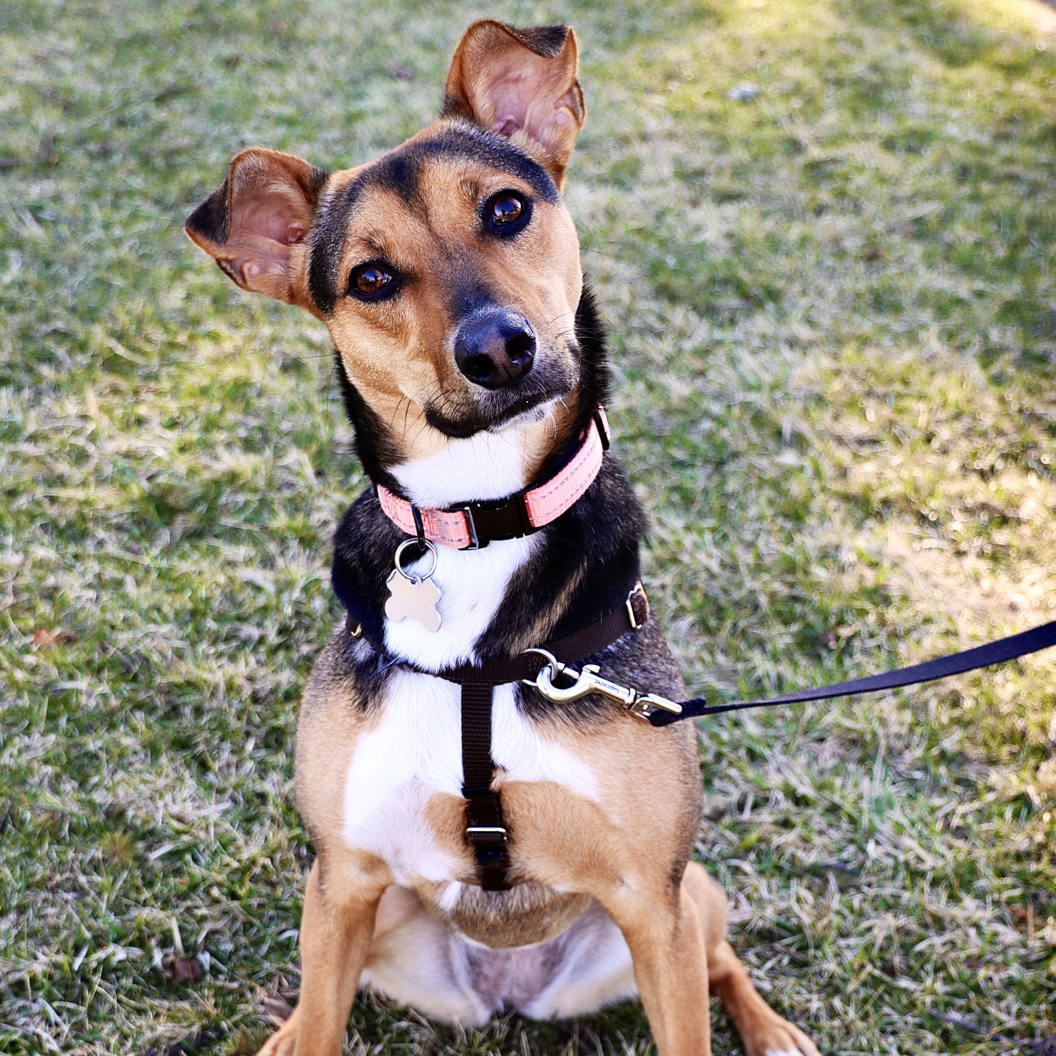 Enlarge Letti, a Adoptable mixed breed in Palatine, IL image 4/6